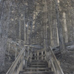 Québec dessin détaillé Maude Tapin artiste technique mixte vacance repos tranquilité cèdre géants colombie-britannique